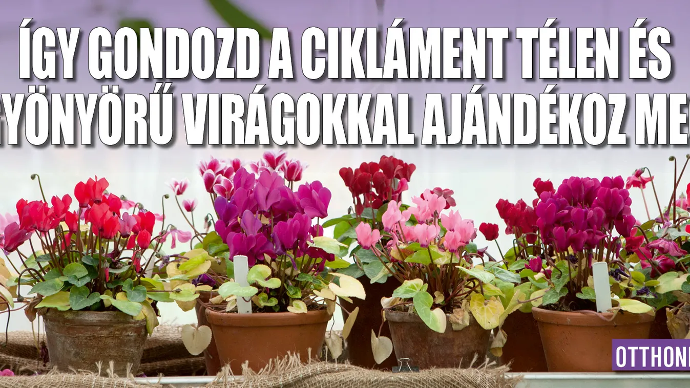 Ezt kell tenni, hogy gyönyörű legyen a ciklámened