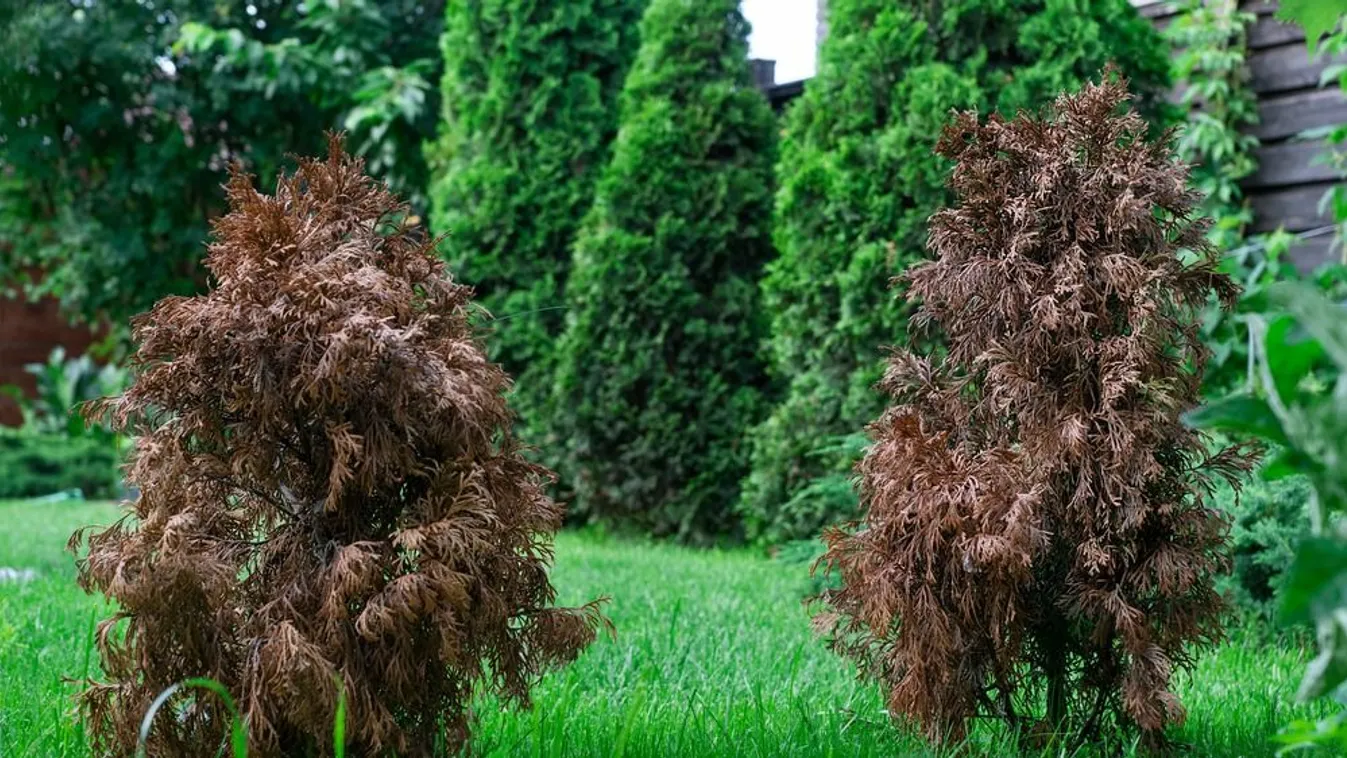 Az egész országban pusztulnak a tuják, lehet tenni valamit értük?