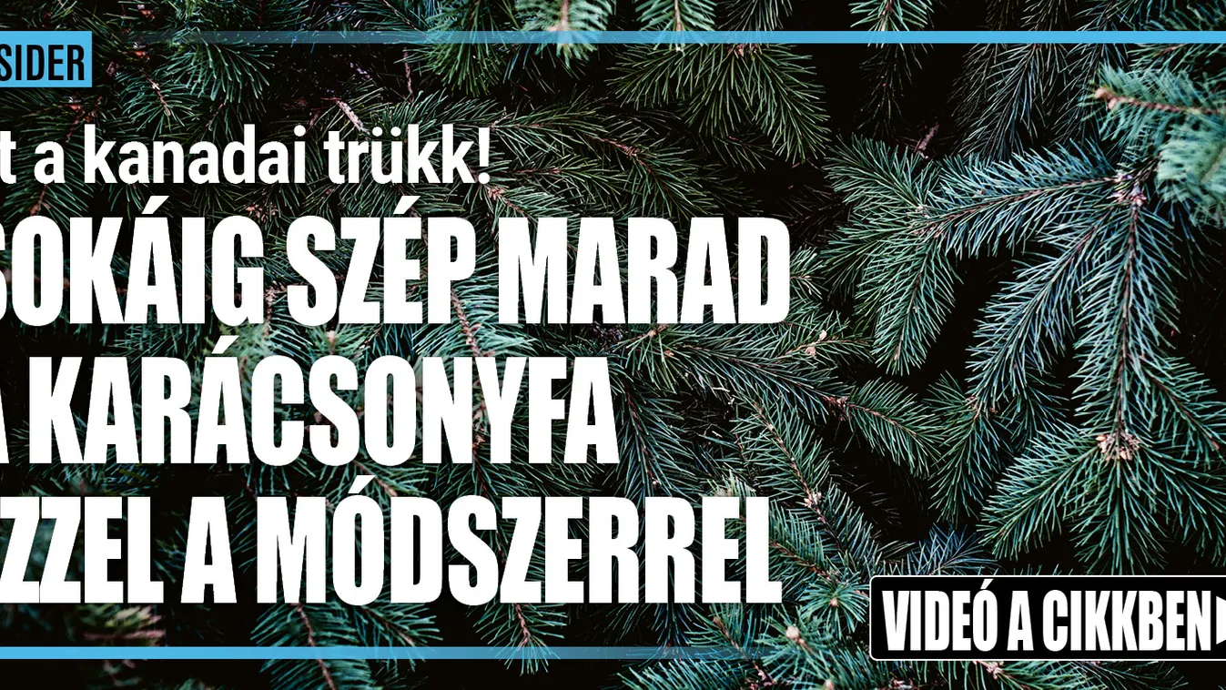 Kanadai trükk: Így marad sokáig szép a karácsonyfa – Videó