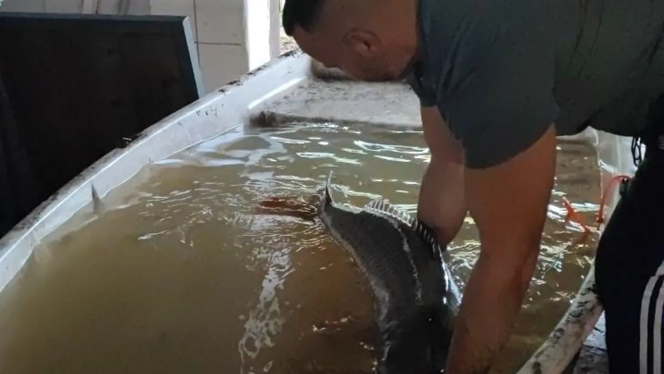 Egy havi fizetés az ára feketén egy termetes tiszai pontynak