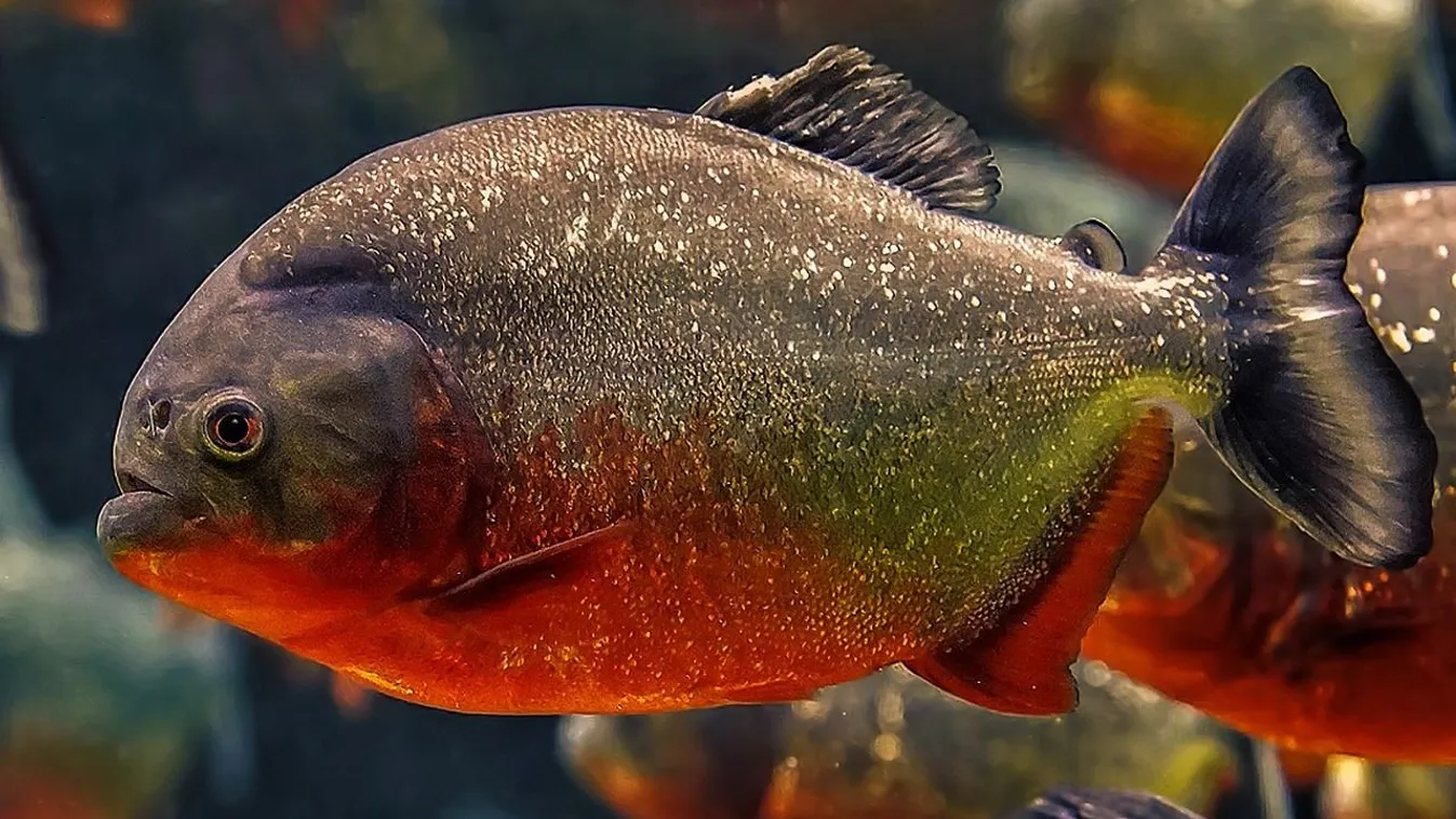 Megerősítették: Valóban piranhát találtak a Sebes-Körösnél