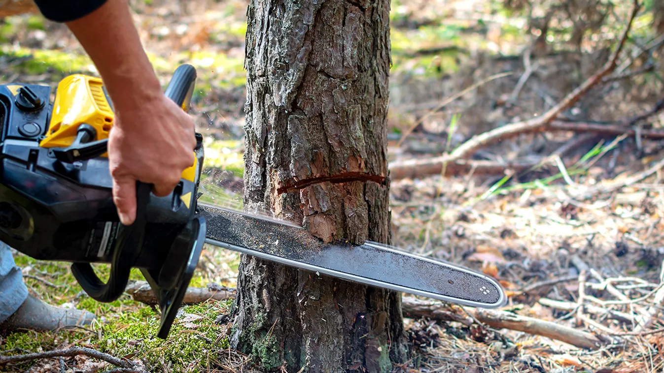 Maguknak vágják a fát, 60 ezer forintos tanfolyam szükséges