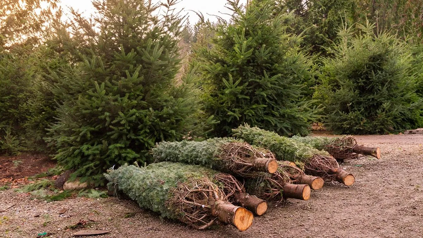 Mi alapján válasszunk karácsonyra fenyőt?