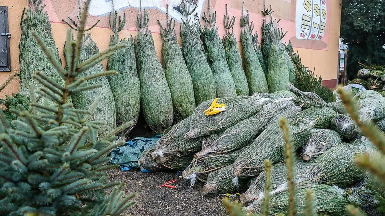 Milyen fenyőt érdemes venni, élőt, műt vagy labdásat?