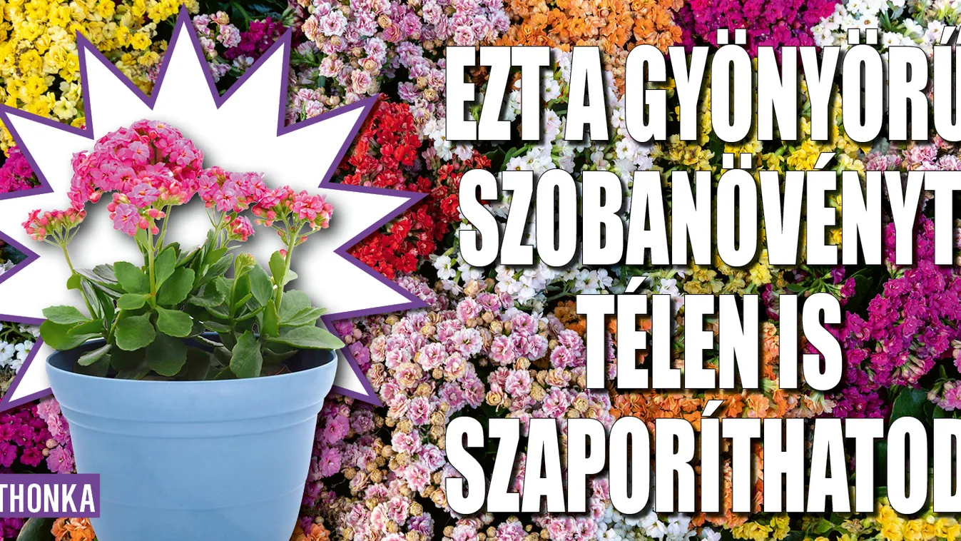 Ezt a gyönyörű szobanövényt télen is szaporíthatod