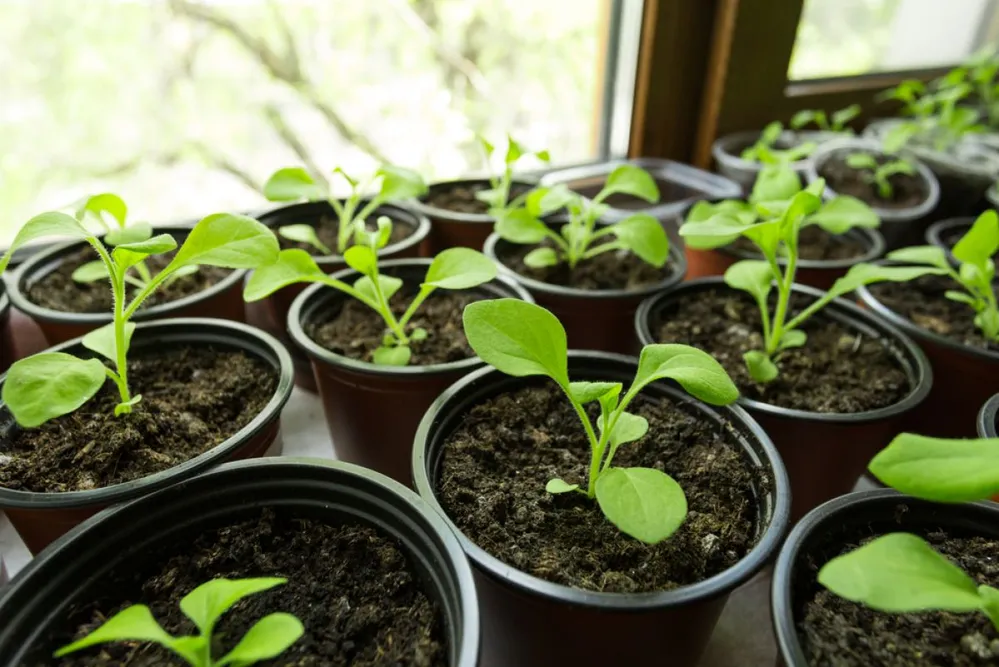 Petunia,Seedlings,In,Plastic,Flower,Pots,On,The,Window