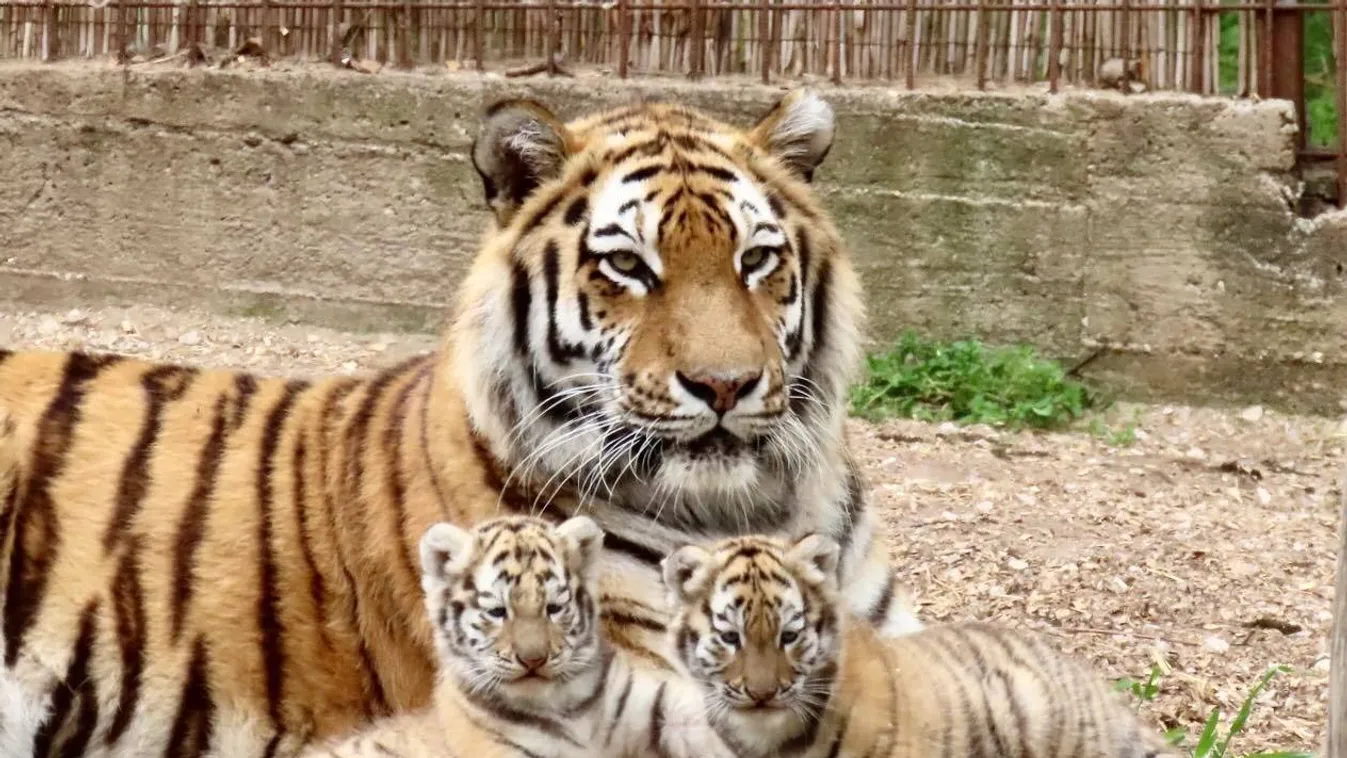 Brutális videó: Idomárjára támadt a cirkuszi tigris