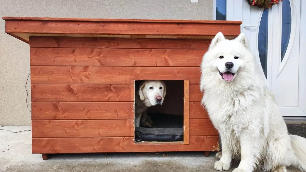 Bella a hazatalált labrador