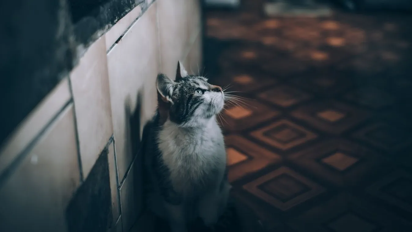 Kaparászó macskája mentette meg gazdája életét