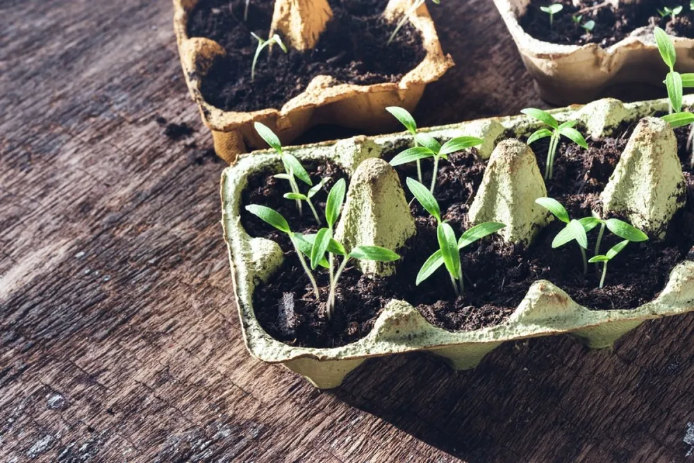 Reused,Egg,Boxes,With,Seedlings,On,The,Wooden,Table,,Sustainable
