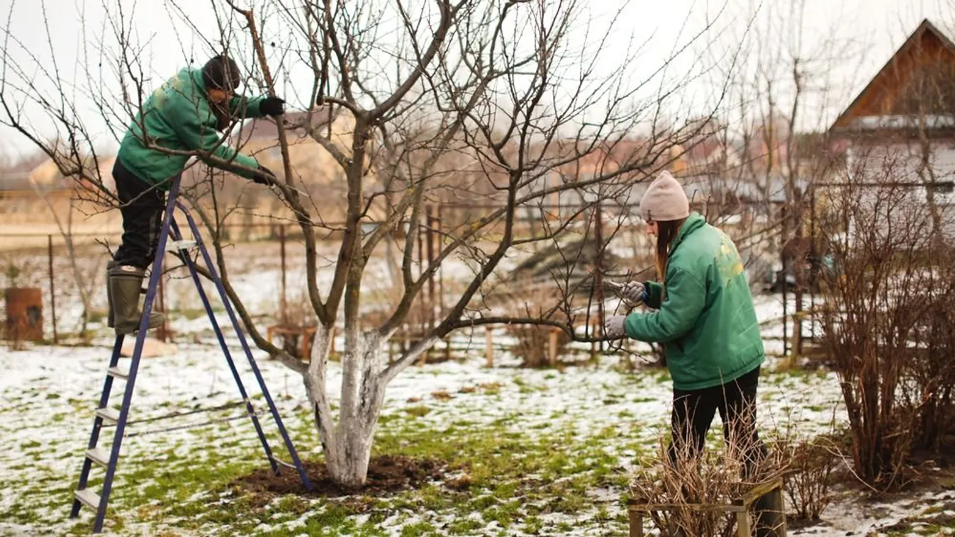 Mindenki megőrült, vagy idén tényleg korábban kell metszeni és permetezni a fákat?