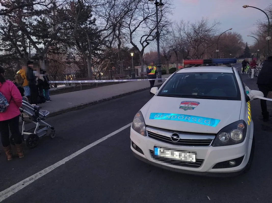 Margitsziget, vaddisznó