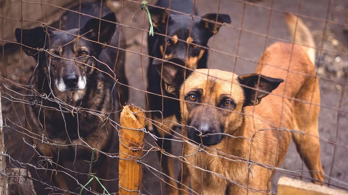 Shelter,For,Homeless,Dogs