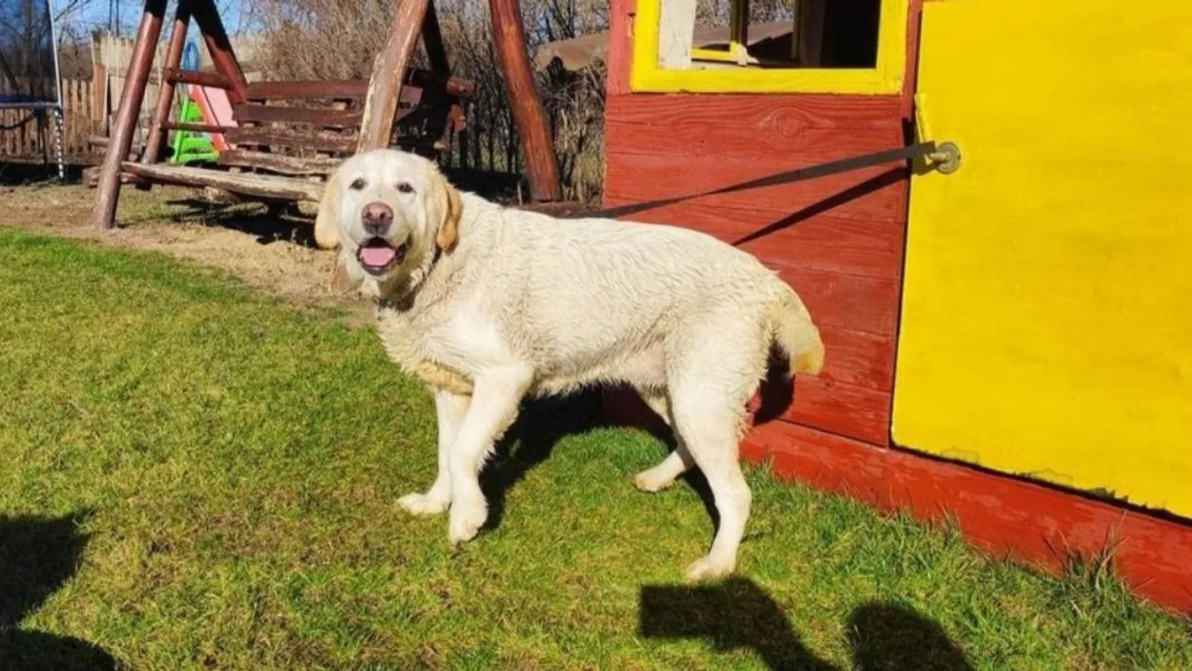  Nyolc év után talált haza a kecskeméti család kutyája