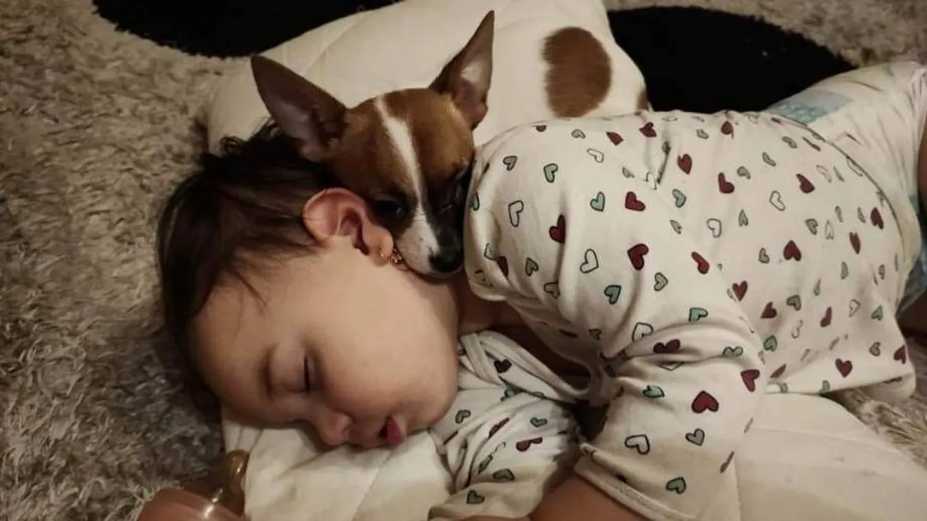 "A kislányom nagyon keresi, éjszaka sírva riad fel" - romokban egy család az eltűnt kutyus miatt