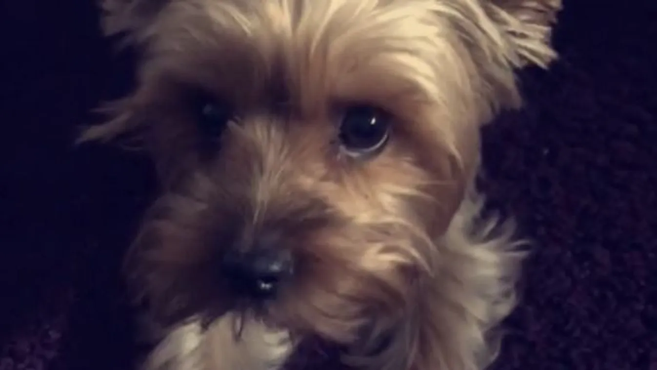 "Maga alatt van a család" – kedvencüket keresik Rebekáék