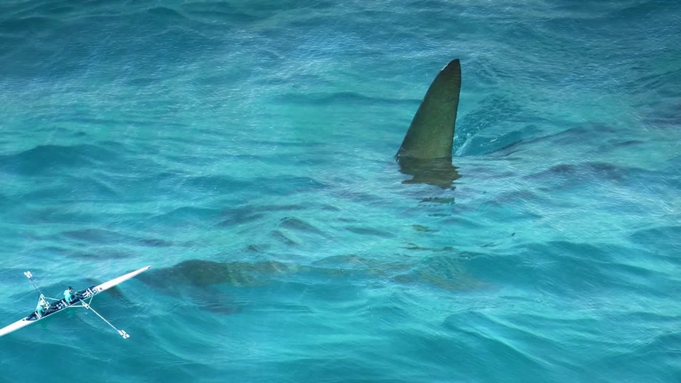 Letépte a gyanútlan búvár fejét egy fehér cápa