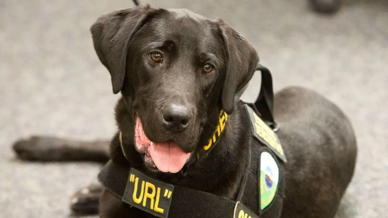 Rendőrkutya szagolta ki a tiltott pornót, sokan ülnek miatta