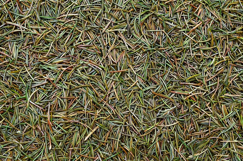 Fallen,Pine,Spike,In,The,Forest,Mulch,,Autumn