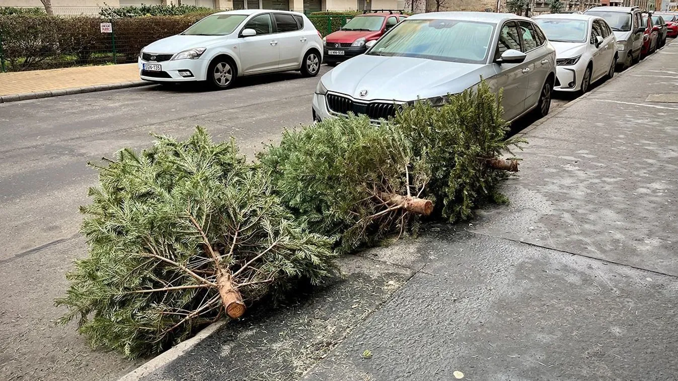 Kidobált karácsonyfákkal vannak teli Budapest utcái