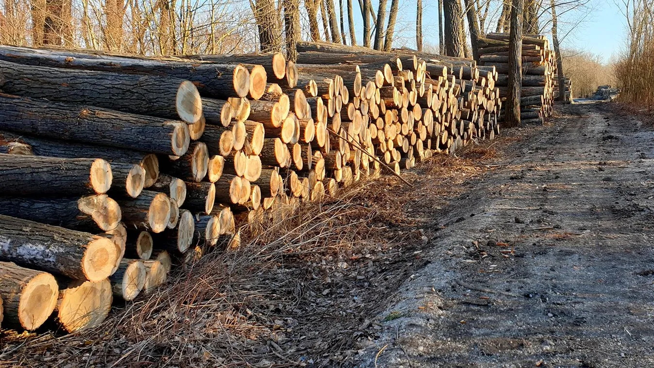 Figyelmeztet a hatóság: Gondok vannak a jó nevű honlappal
