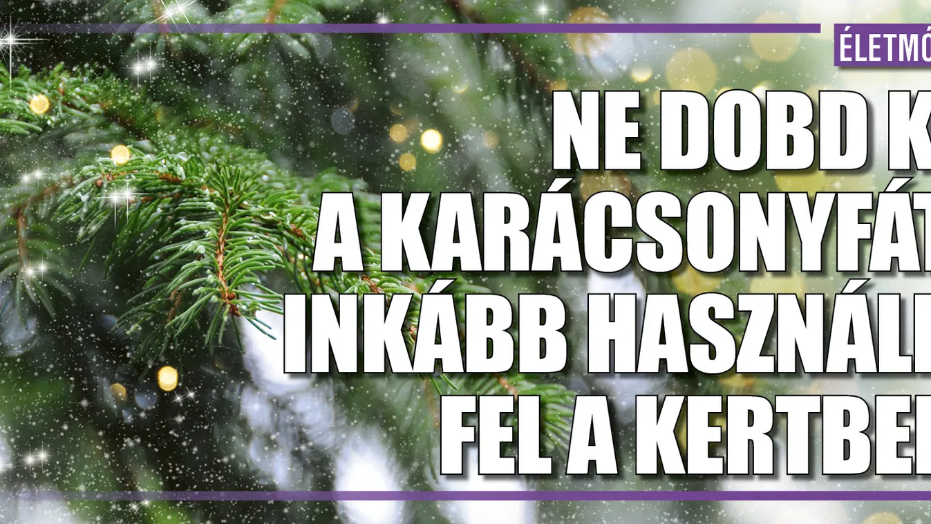 Ne dobd ki a karácsonyfát, inkább használd fel a kertben