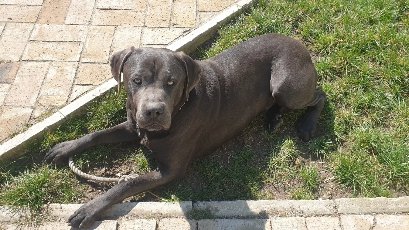 Összeomlott a család szilveszterkor eltűnt kutyájuk miatt