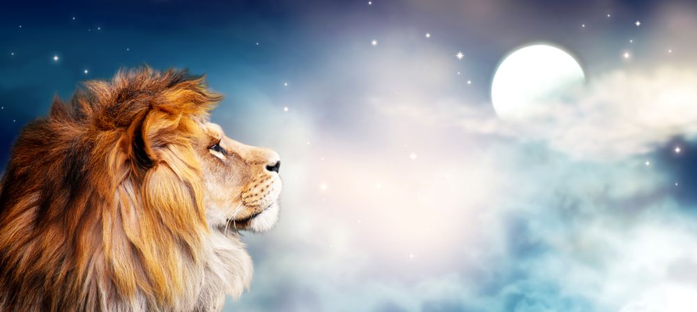 African,Lion,And,Moon,Night,In,Africa.,Savannah,Moonlight,Landscape,