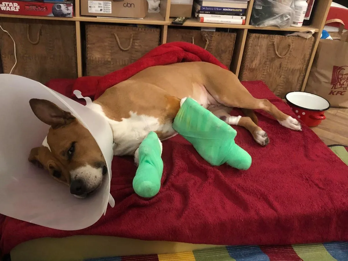 Maya budai vár baleset zuhanás kutya