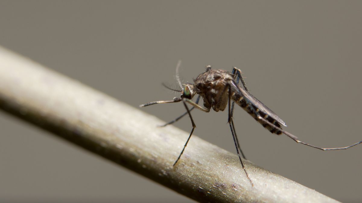 Tired of mosquitoes?  We show you the most effective home tips