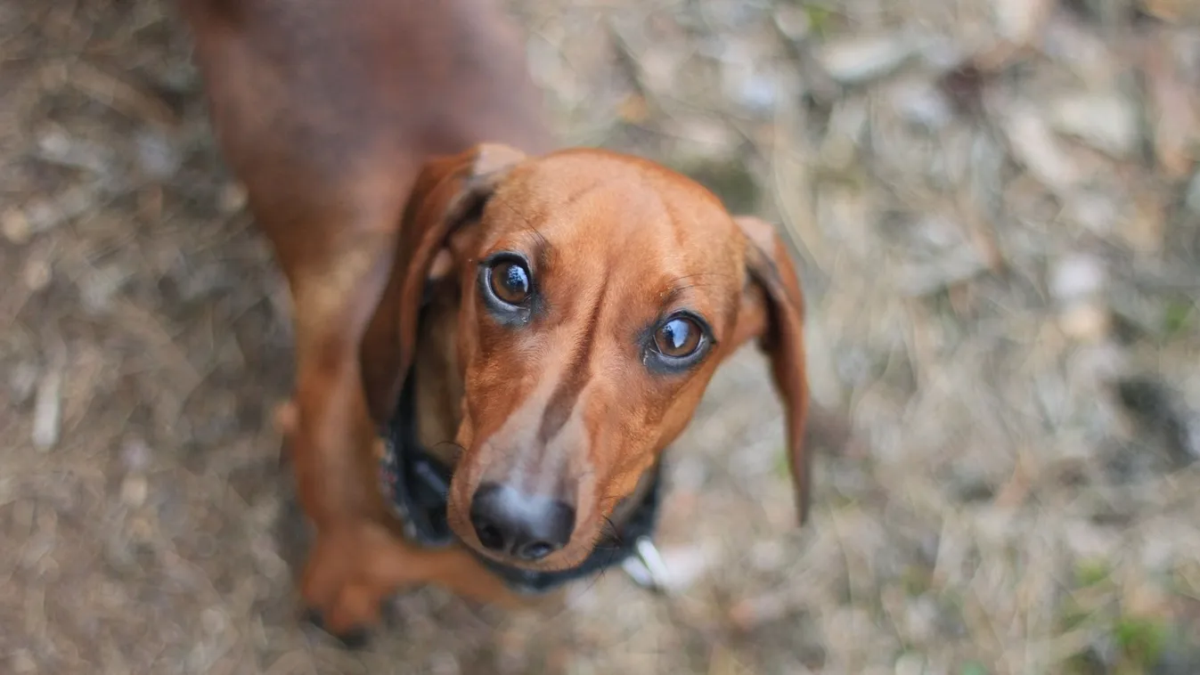 Futótűzként terjednek a cuki kutyás videók a Tiktokon