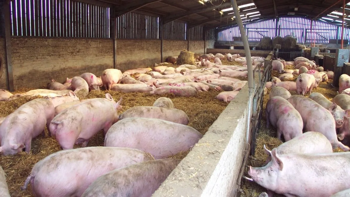 Sertéstakarmány lett az éhezőknek szánt ukrán gabonából