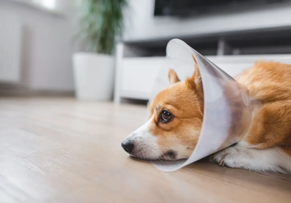 Dog,After,Surgery,Wearing,A,Cone,,Welsh,Corgi,Pembroke,Dog