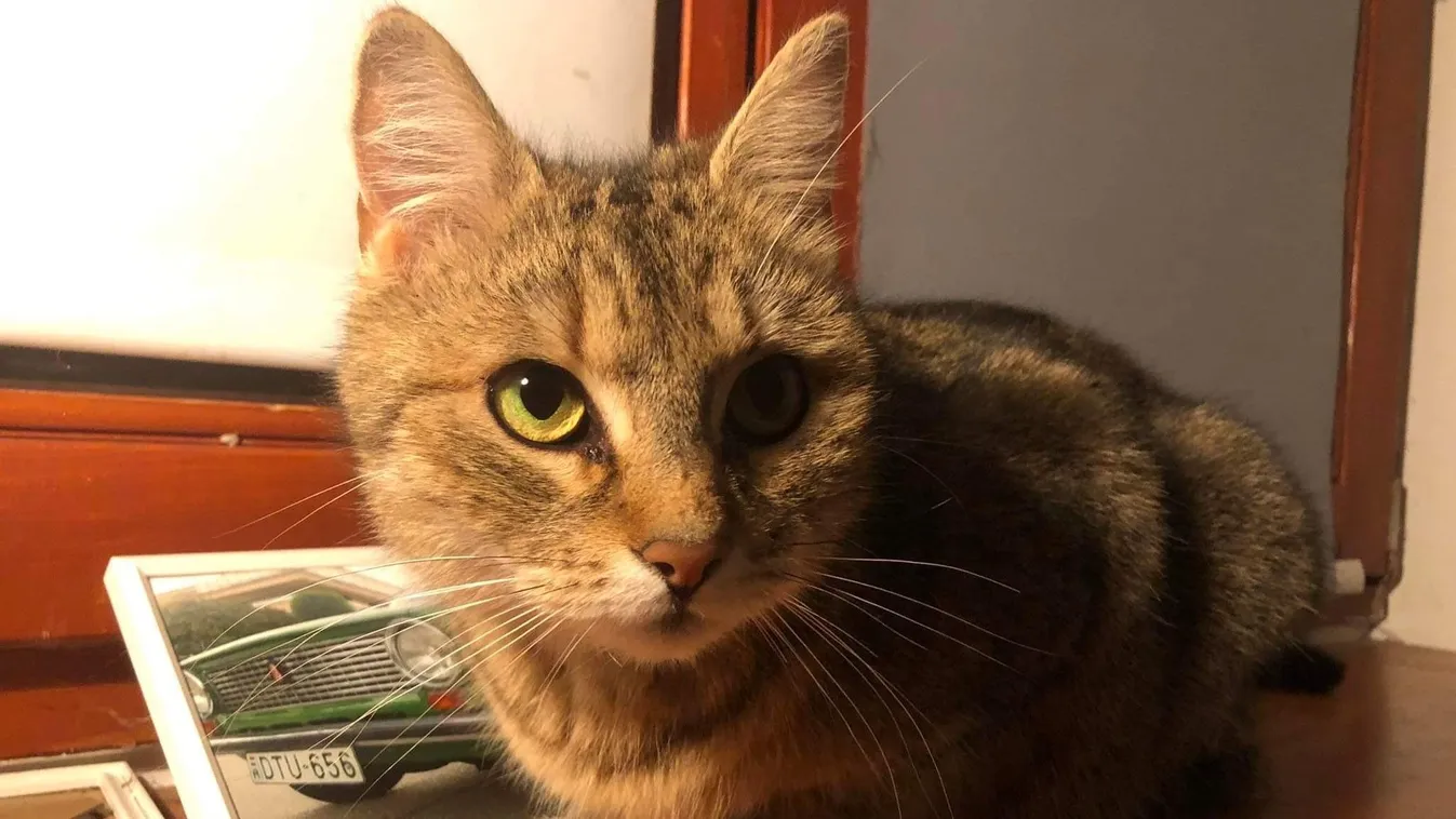 Kopaszra akarták borotválni a család macskáját – Videó