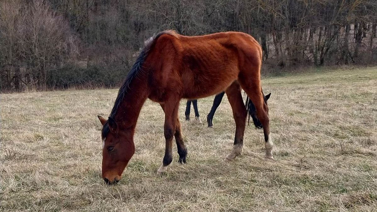 Rejtélyes körülmények között pusztulnak a lovak Rétságon