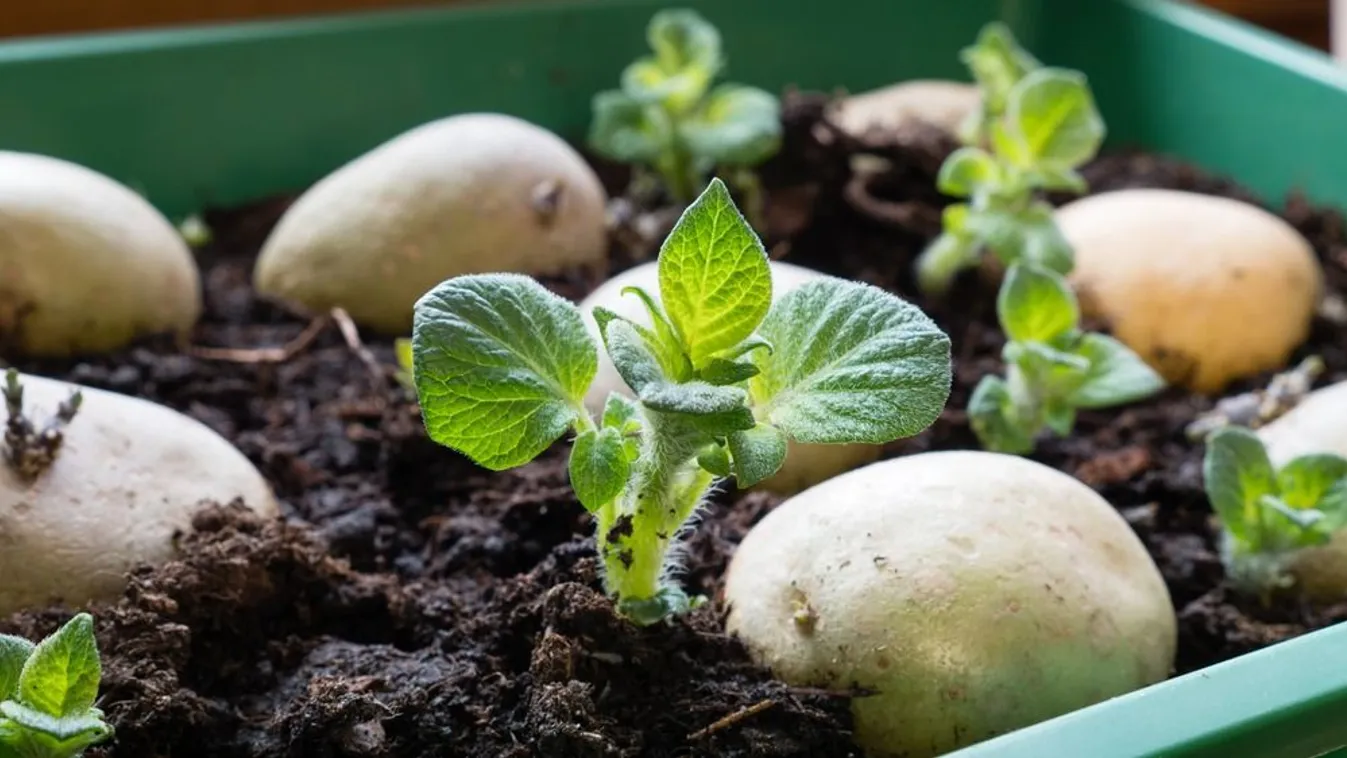Ne dobd ki az öreg, kicsírázott krumplit, mutatjuk, hogy mire jó
