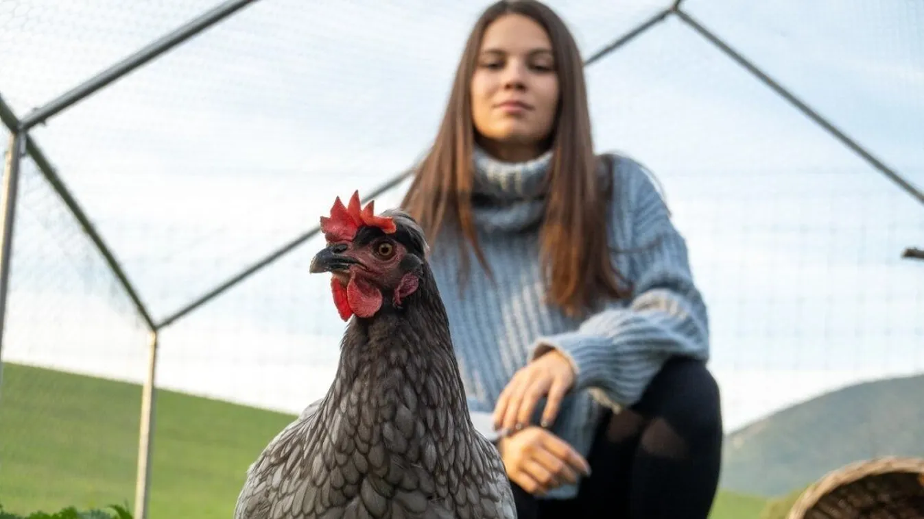 Letarolta a Tiktokot Eta, a tyúk