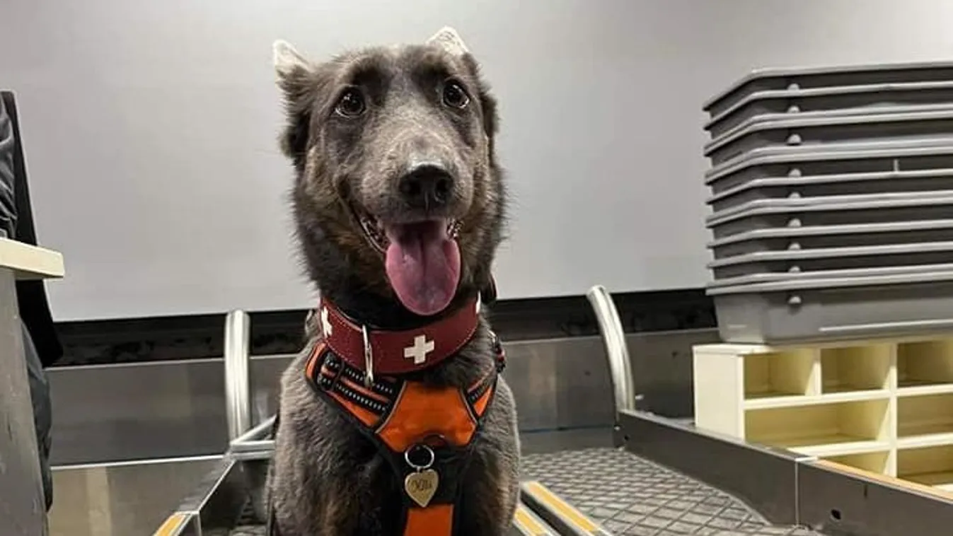 Mentett kutya is segíti a magyar mentőcsapatot