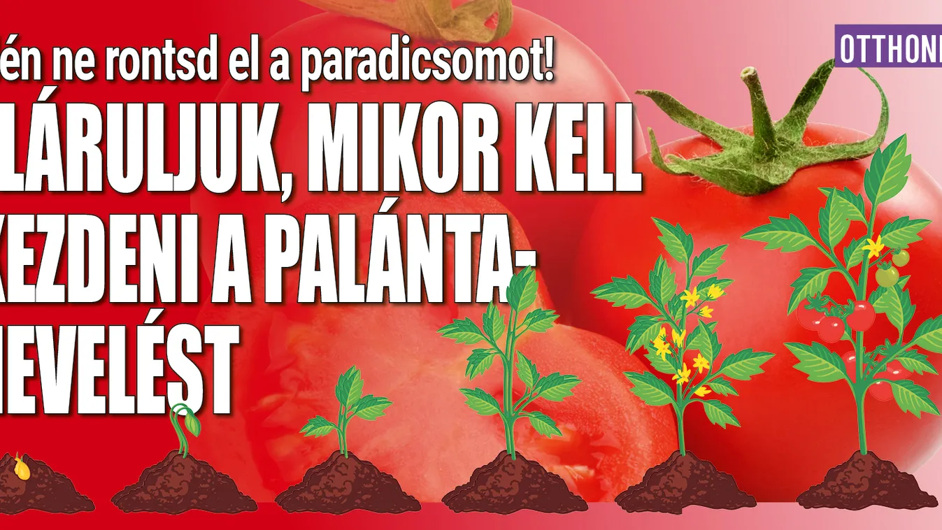 Ne rontsd el a paradicsomot, ekkor kezdd a palántanevelést