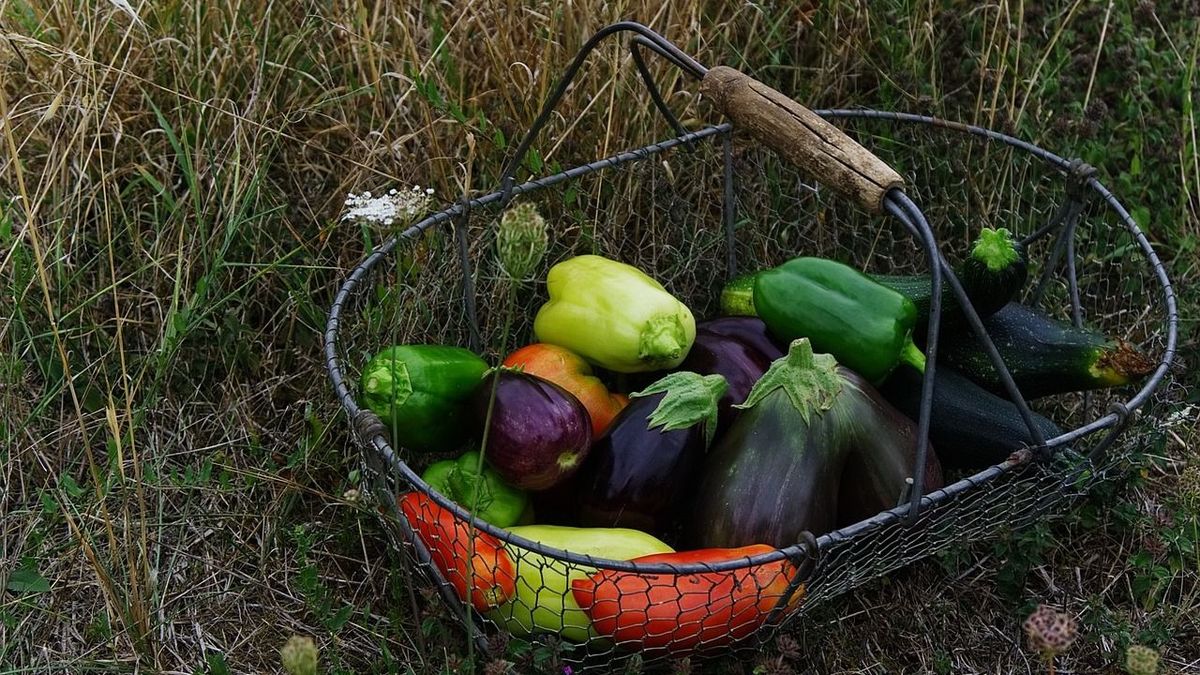 Megduplázza a termésedet ez a primitív, de rafinált ültetési módszer