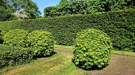 Tuja helyett ezt a növényt ültesd tavasszal, hogy szép sövényed legyen