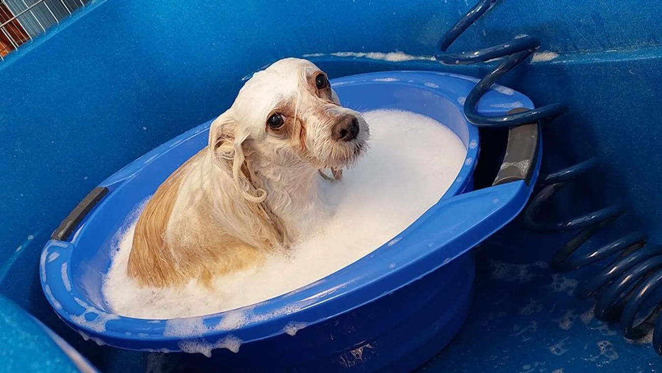 Wellnessezni mehetnek a földrengés után életeket mentő ebek