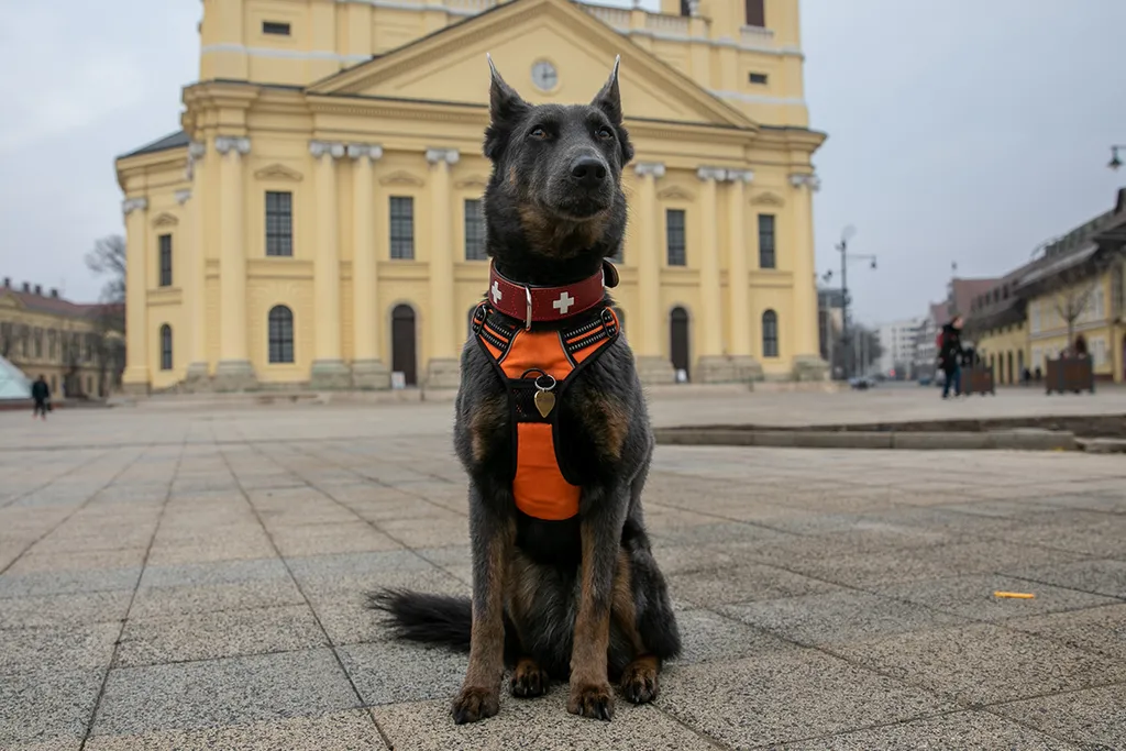 Kovács Ilka, Níla, kutya, mentő kutya, mentőkutya, törökország, földrengés