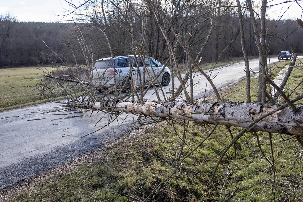 Kondorfa, 2023. február 4.
Viharban kidőlt fa az úton a Vas vármegyei Csörötnek és Kondorfa között 2023. február 4-én.
MTI/Katona Tibor