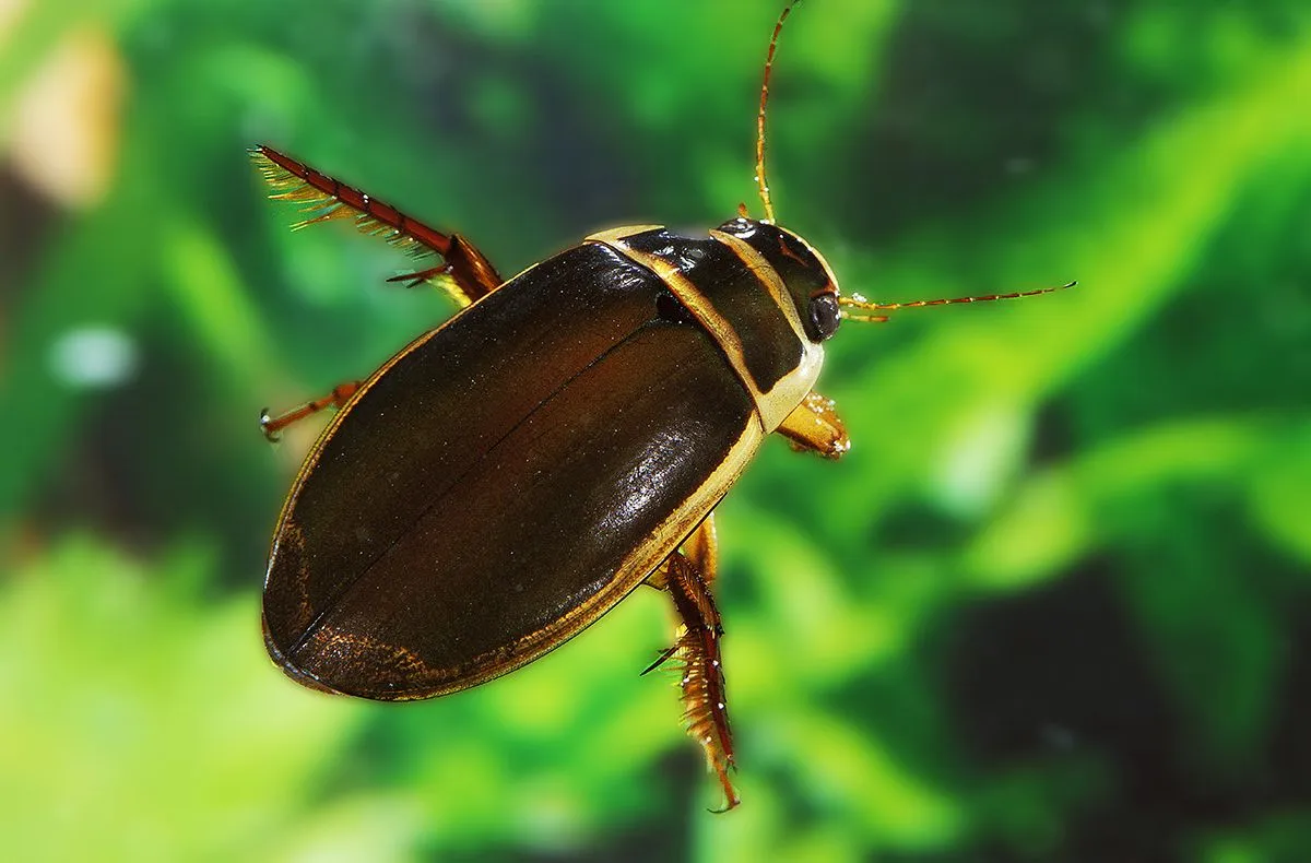 Great,Diving,Beetle,,Dytiscus,Marginalis,,Adult
