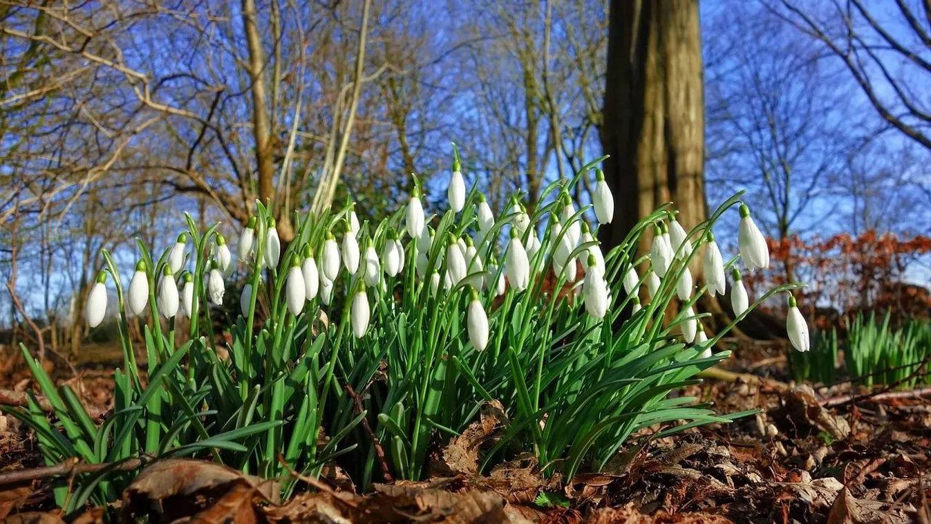 Így tudsz saját hóvirágot nevelni a kertedben