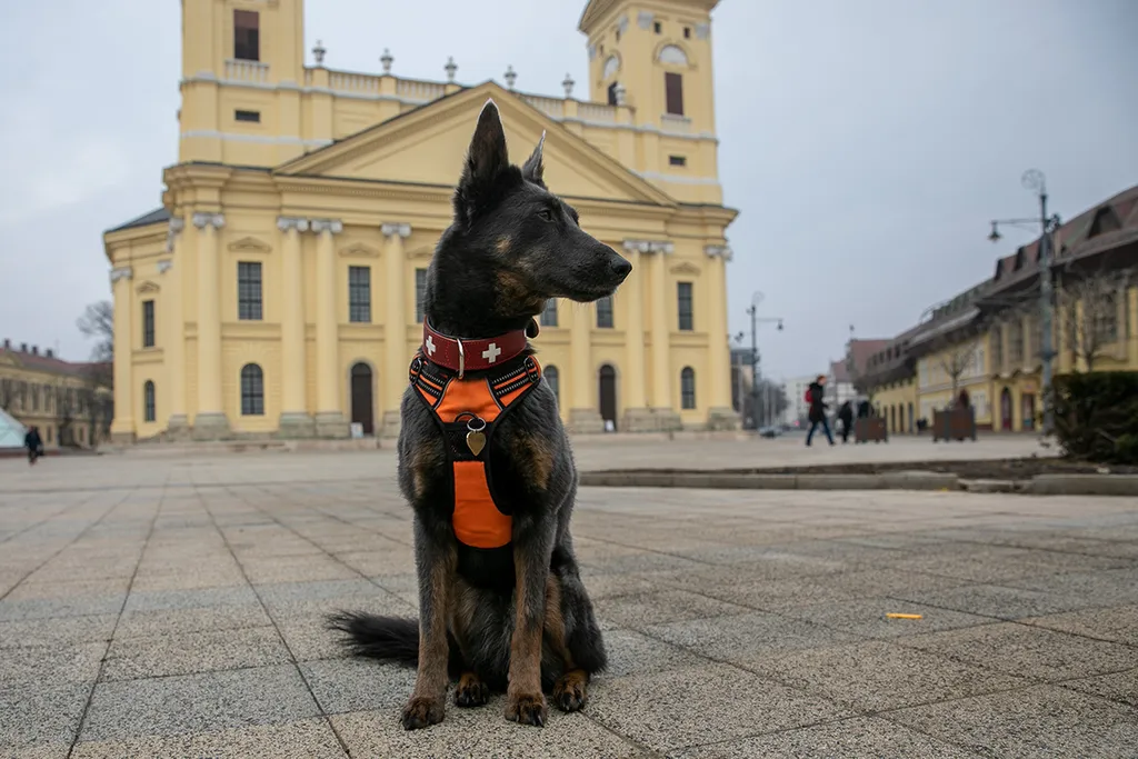 Kovács Ilka, Níla, kutya, mentő kutya, mentőkutya, törökország, földrengés