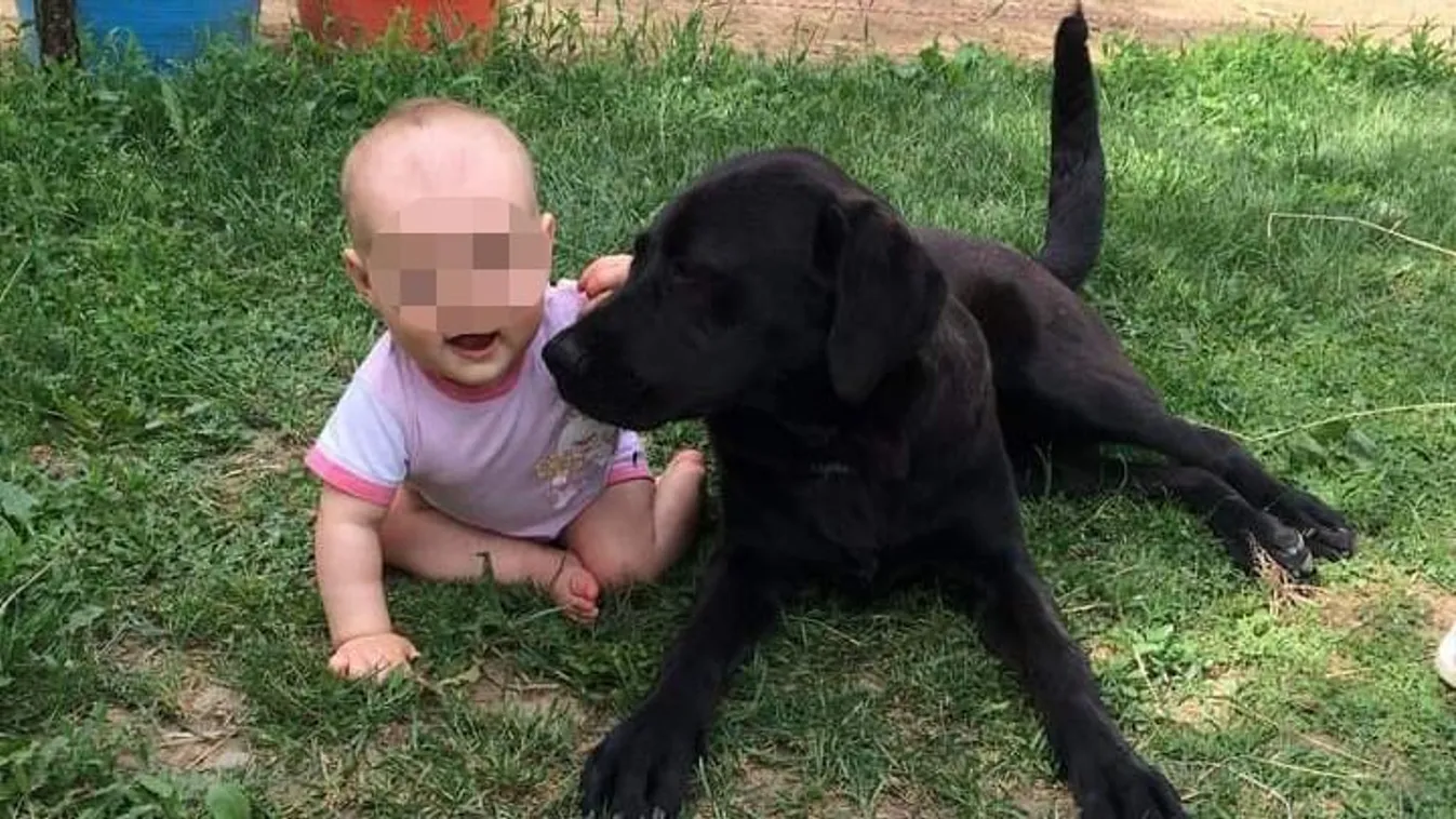  Brutális állatkínzásba halt bele Bolyhos, a családi kedvenc