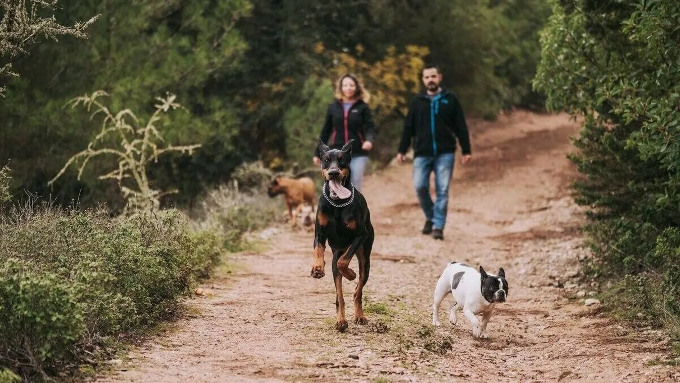 Nyolc kutyát sétáltatott a nő, szétmarcangolták