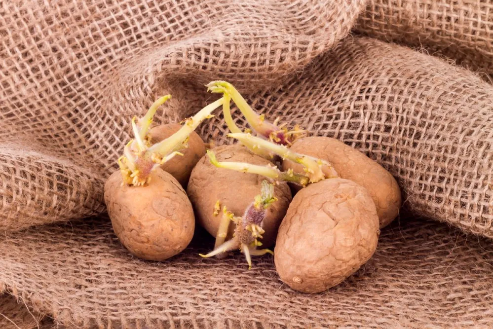 Potatoes,With,Long,Sprouts,On,Sackcloth